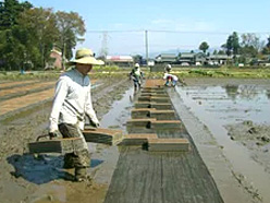 苗刈りを手伝う次期7代目