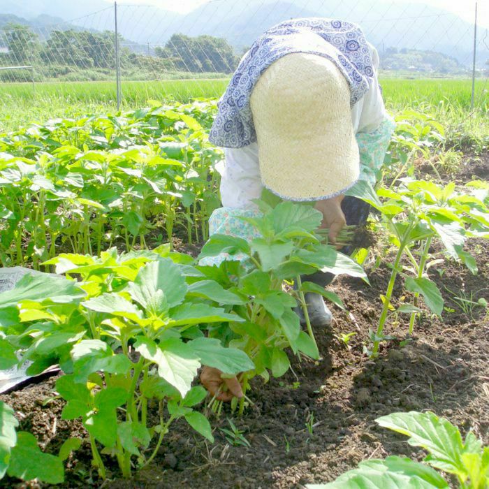 【数量限定】純国産黒ごま油110g