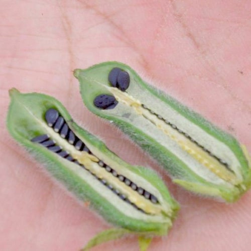 【数量限定】純国産黒ごま油110g